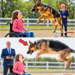 What This Rescue Dog Does to the Girl in a Wheelchair Will Leave You In Tears—The Incredible Transformation That Will Melt Your Heart! You Won’t Believe the Outcome! All the Details Below 👇